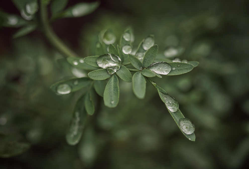 Photograph by German Dario Escobar Alvarez