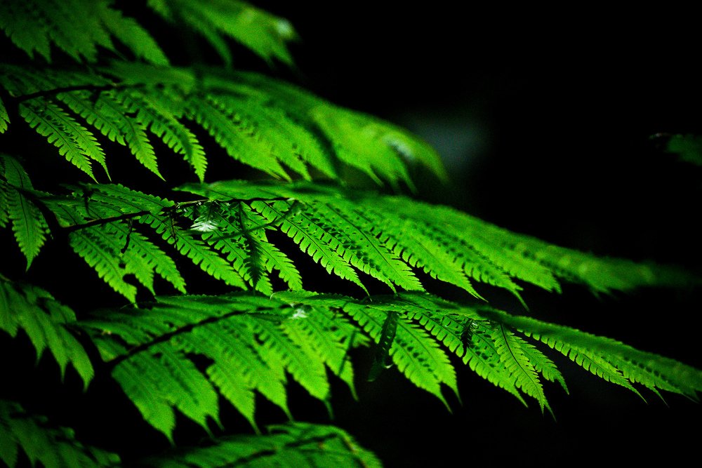 Photograph by HASHIM GOMBRI