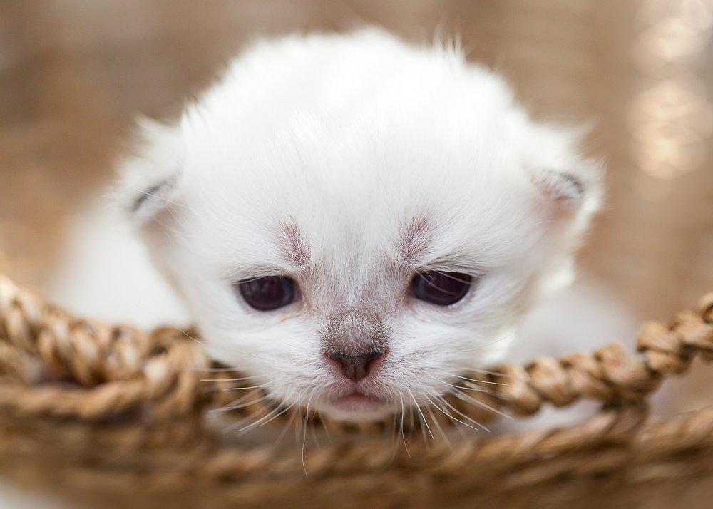 Фотография автора Katherine Bianko