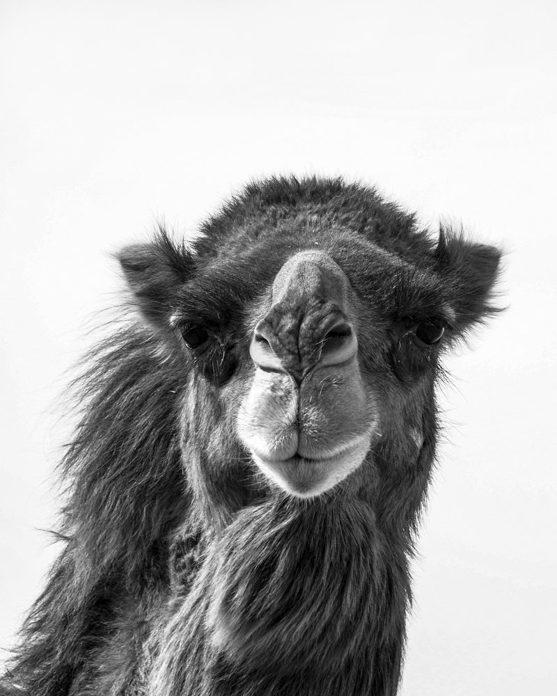 Photograph by Javad Allahyari