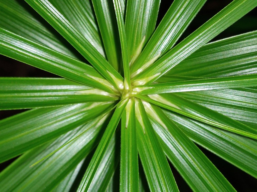 Life is green