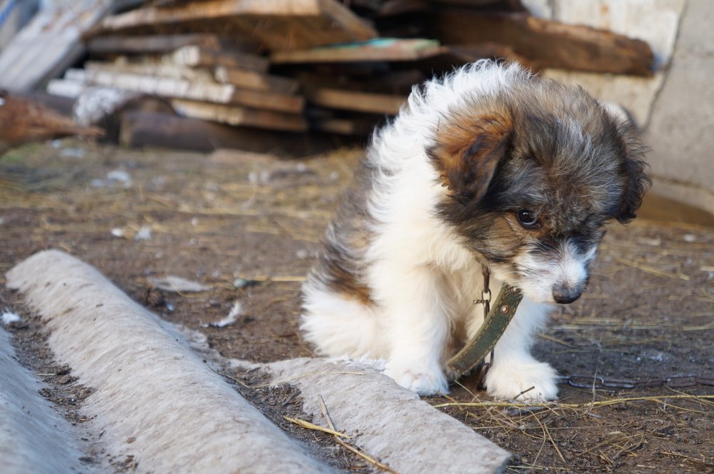 Photograph by Анастасия Шайдорова