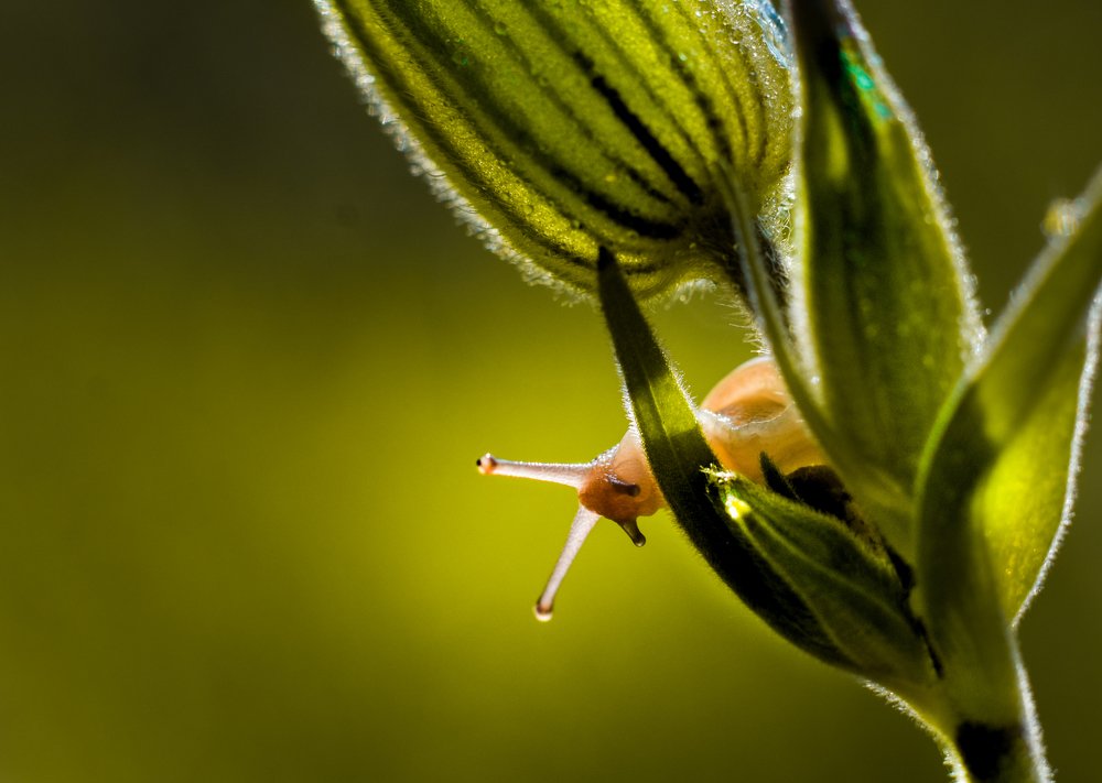 Photograph by Macskovity Mark