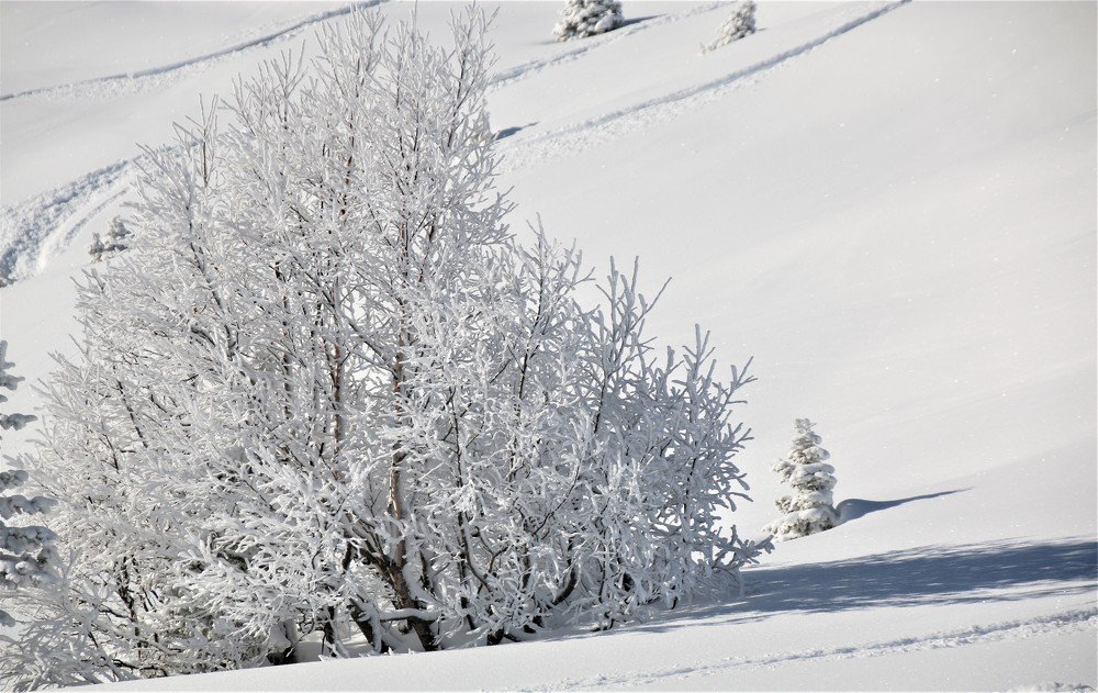 Photograph by Dinel Teodorescu