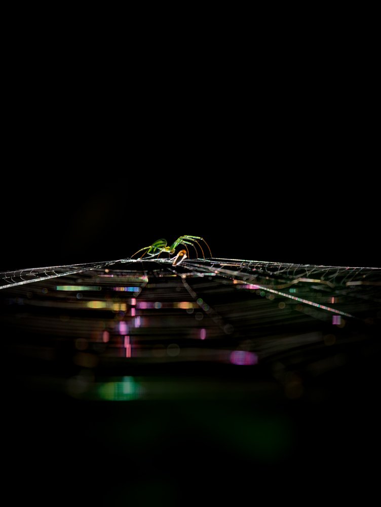 Photograph by Marius Surleac