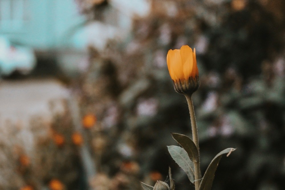 Photograph by Екатерина