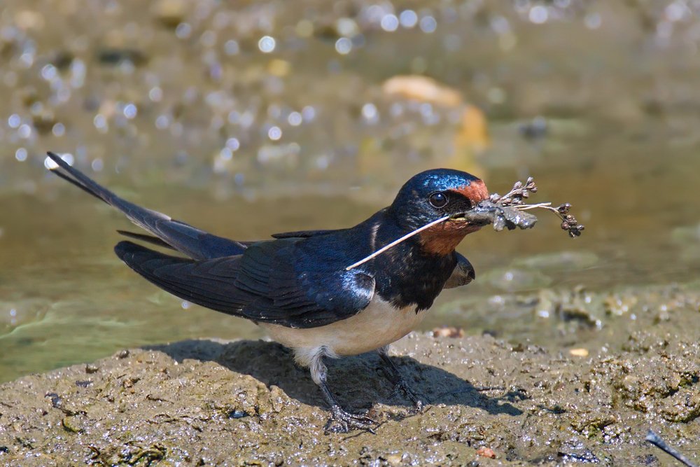 Деревенская ласточка собирает грязь и ветки для строительства гнезда