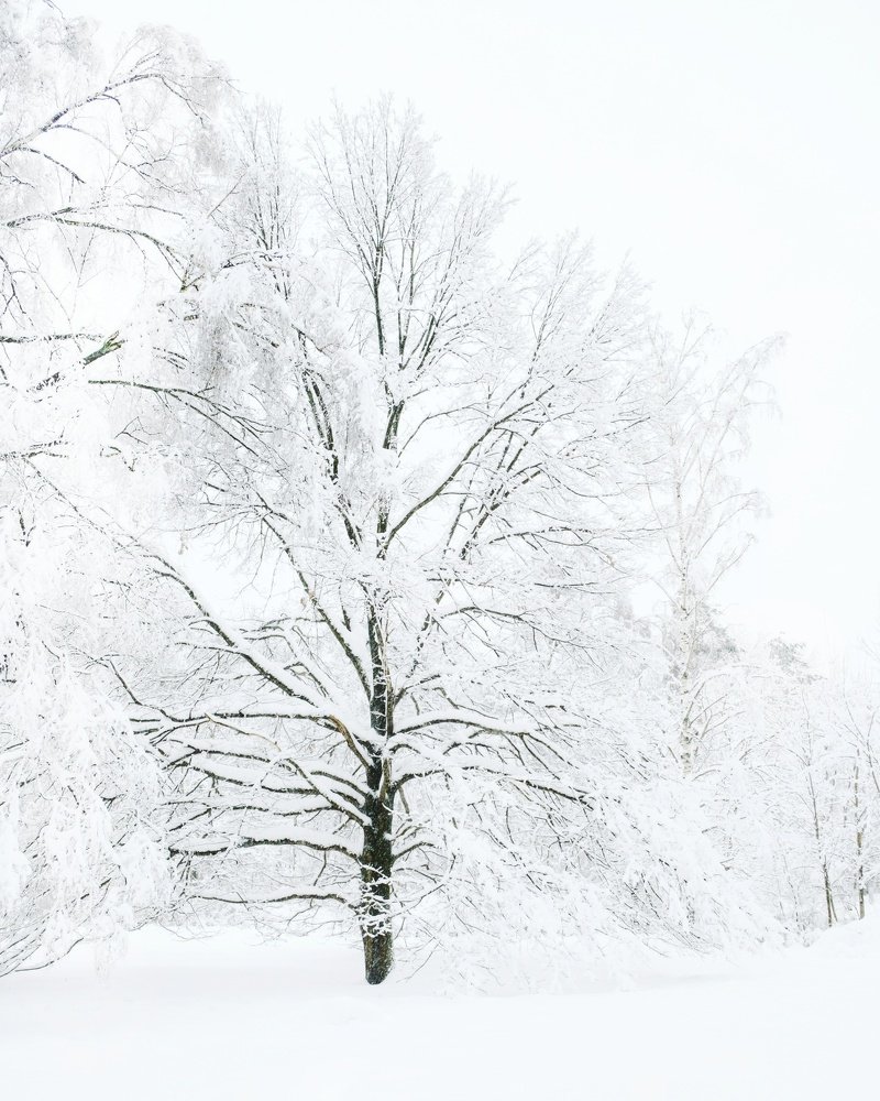 Photograph by Алексей Каширский