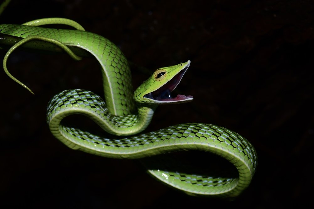 Green vine snake