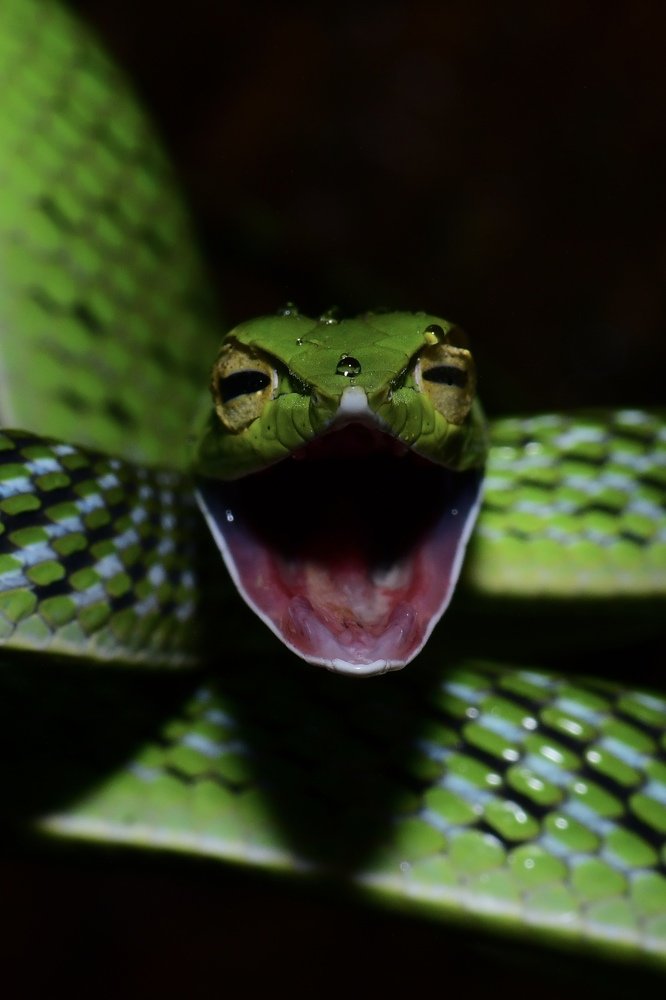 Green vine snake