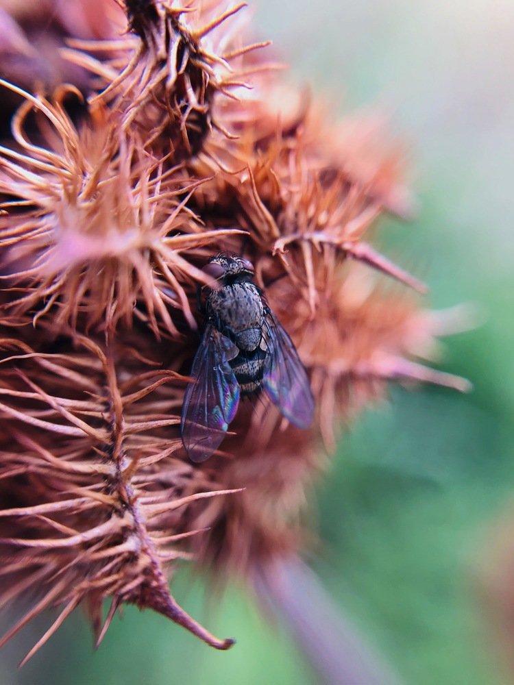 Она ничего не знала об осени