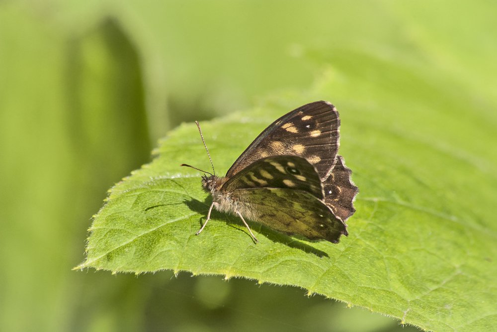 Photograph by Евгений Лимонтов