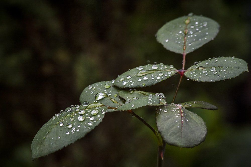 После дождя