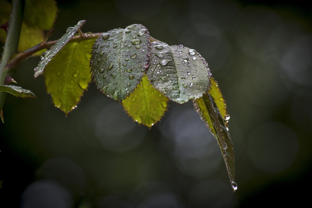 Photograph by Евгений Лимонтов