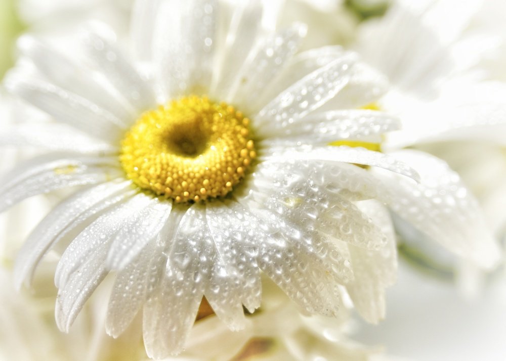 Photograph by Владимир Леликов-Кузьменко