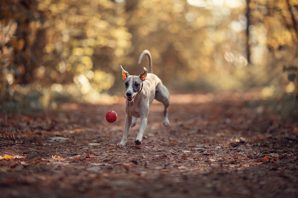 Photograph by Александра Дуке