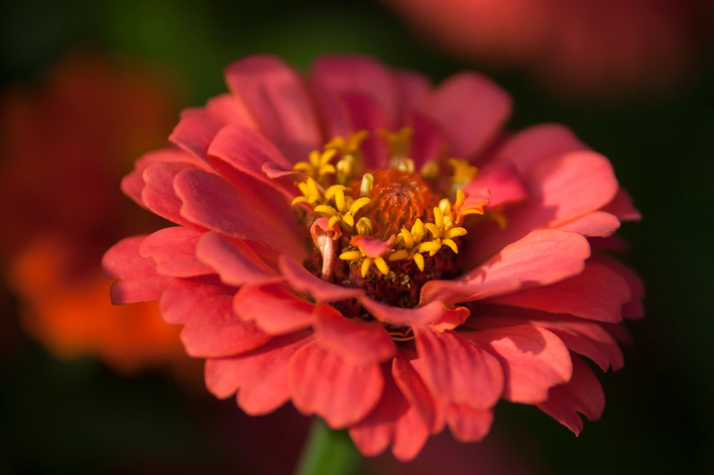 Photograph by Олег Тетерин