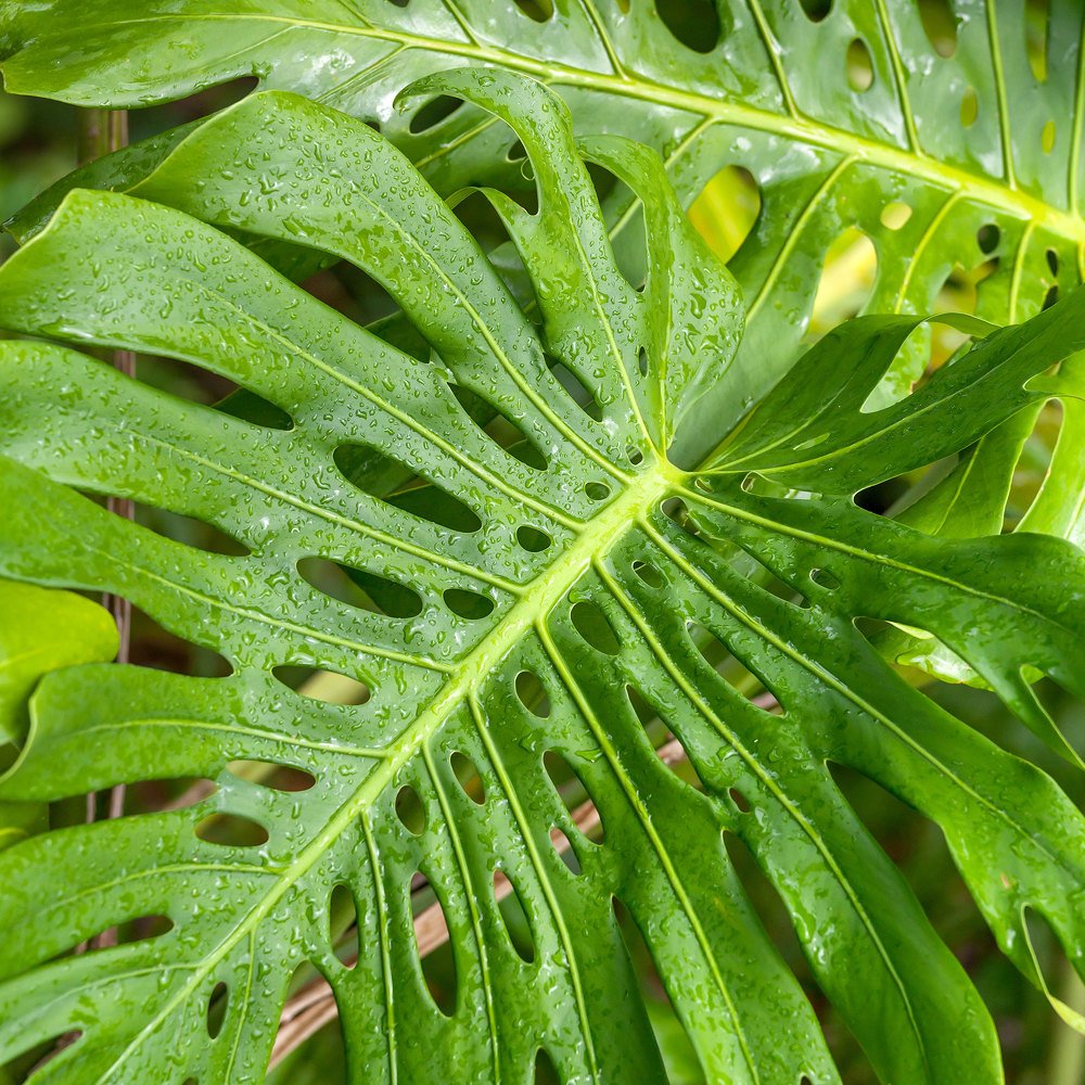 Photograph by Viktoryia Vinnikava