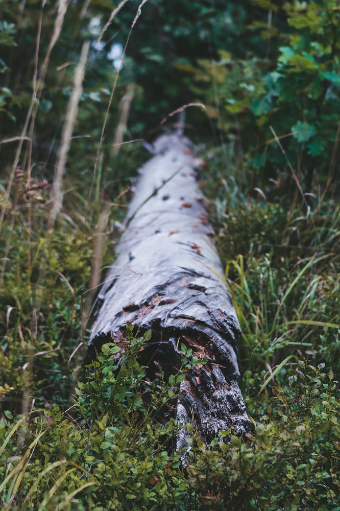 Photograph by Alena Shalai