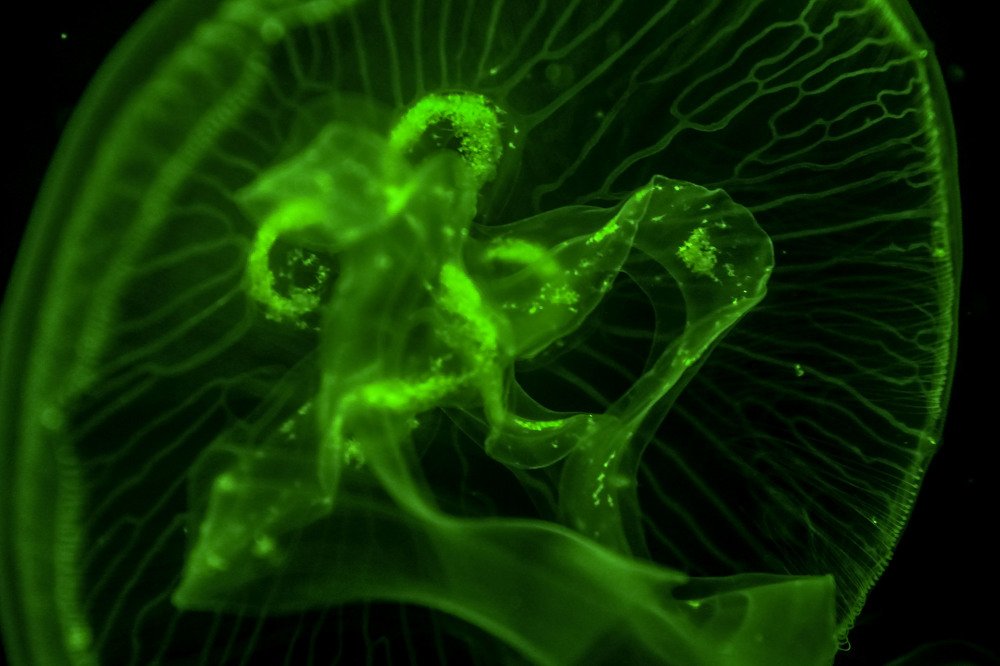 Фотография автора Олеся Набиева