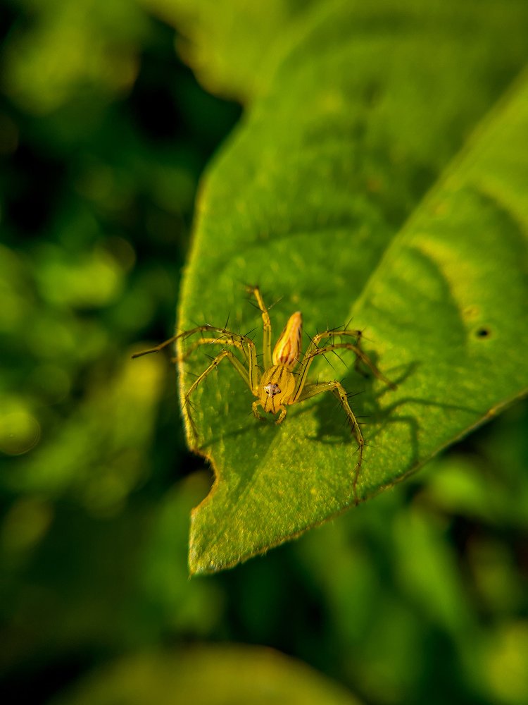 Burmese Lynx Spider