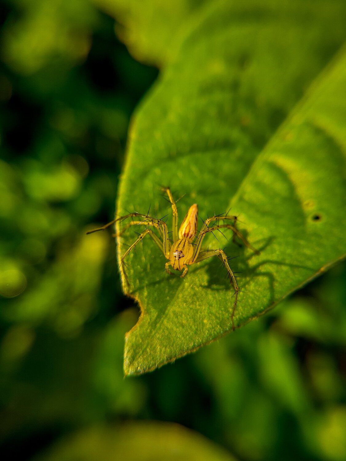 Burmese Lynx Spider