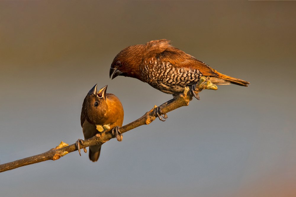 Photograph by Joydeep Mazumder