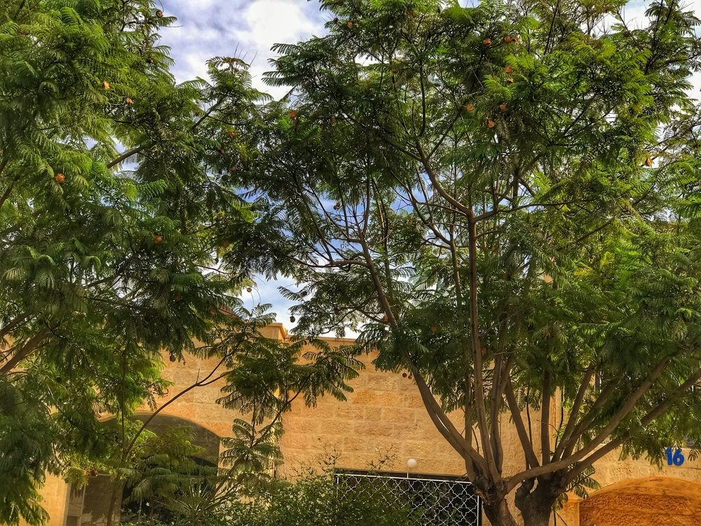 Photograph by Hisham Khatib