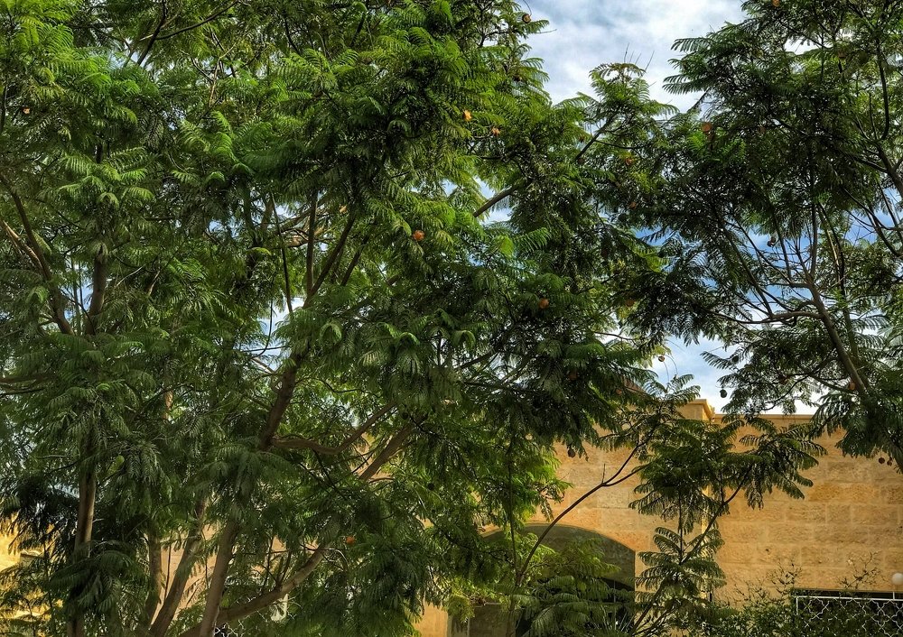 Photograph by Hisham Khatib