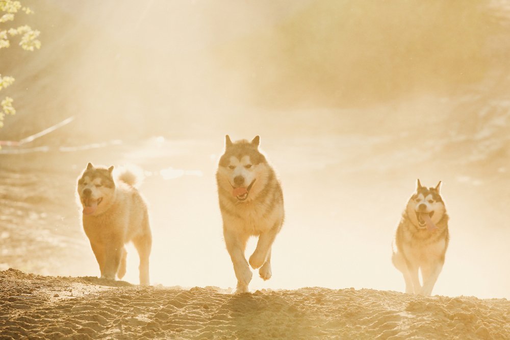 Photograph by Ирина Богатырева