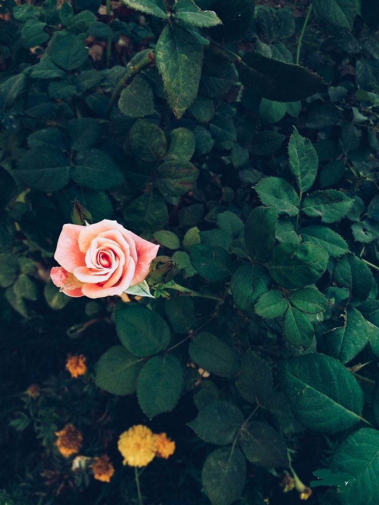 Photograph by Rumesa