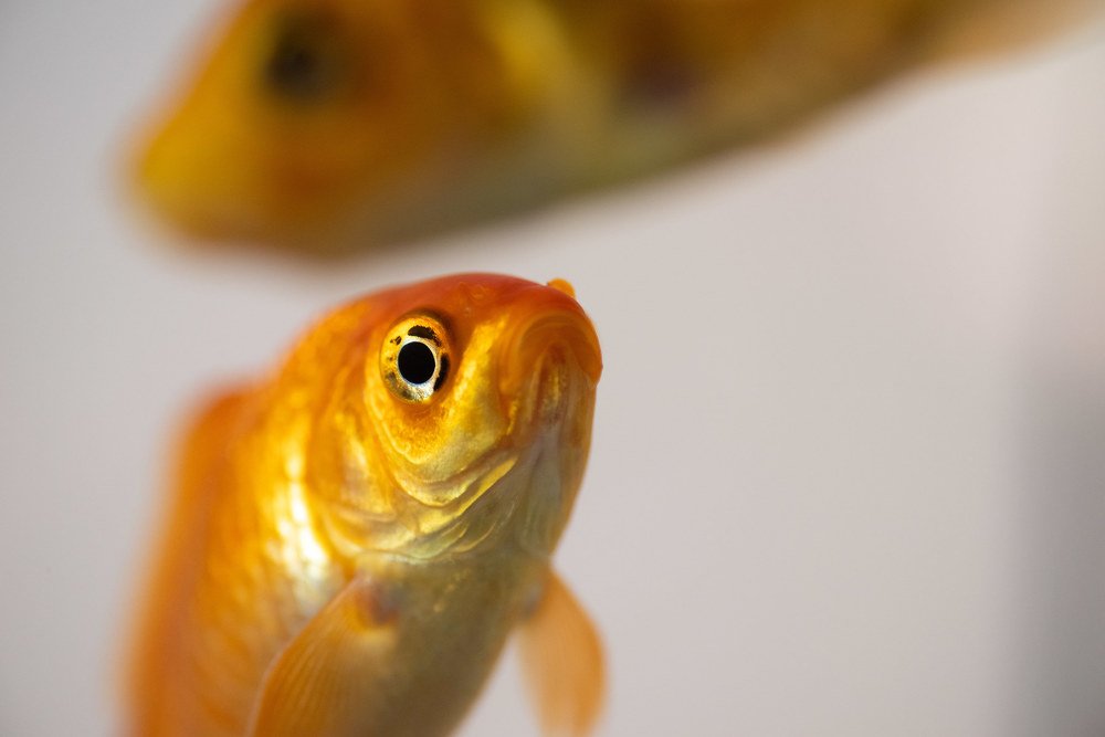 Photograph by Klemen Lorber