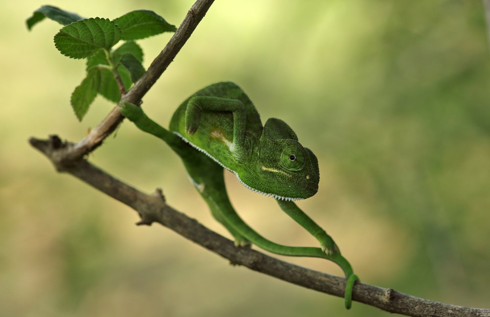 Photograph by Karthikeyan Shanmugasundaram