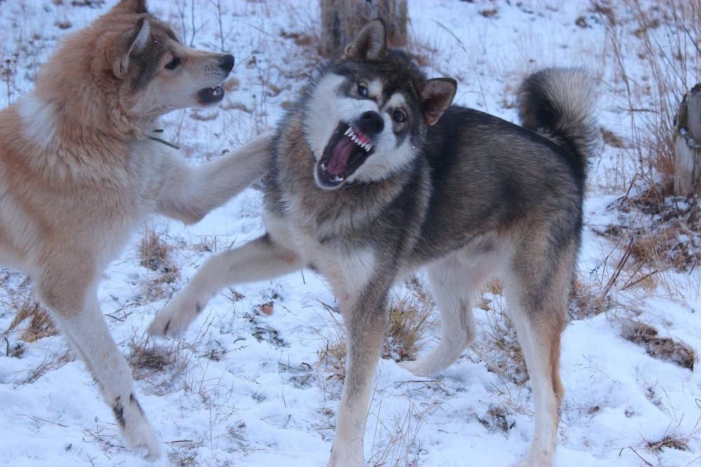 Photograph by Александр Велигура