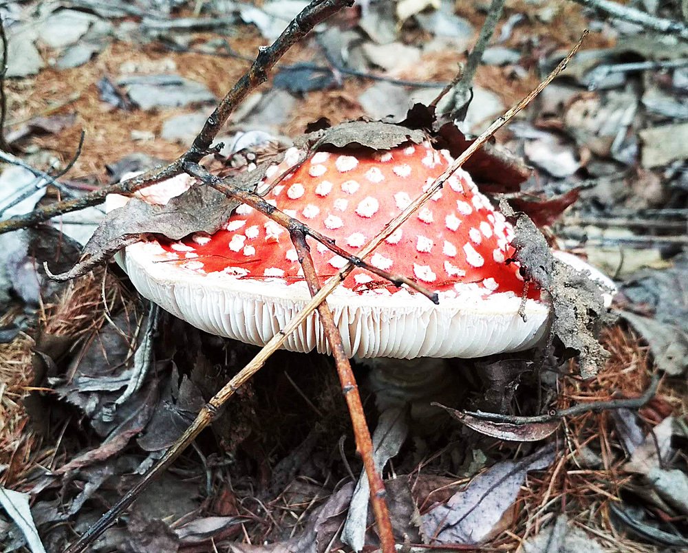 Photograph by Дарья