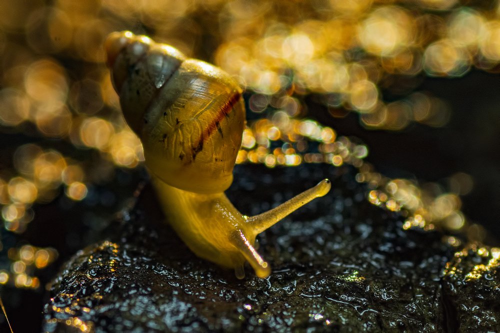 Фотография автора Arijit Mondal