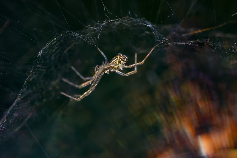 Фотография автора Arijit Mondal