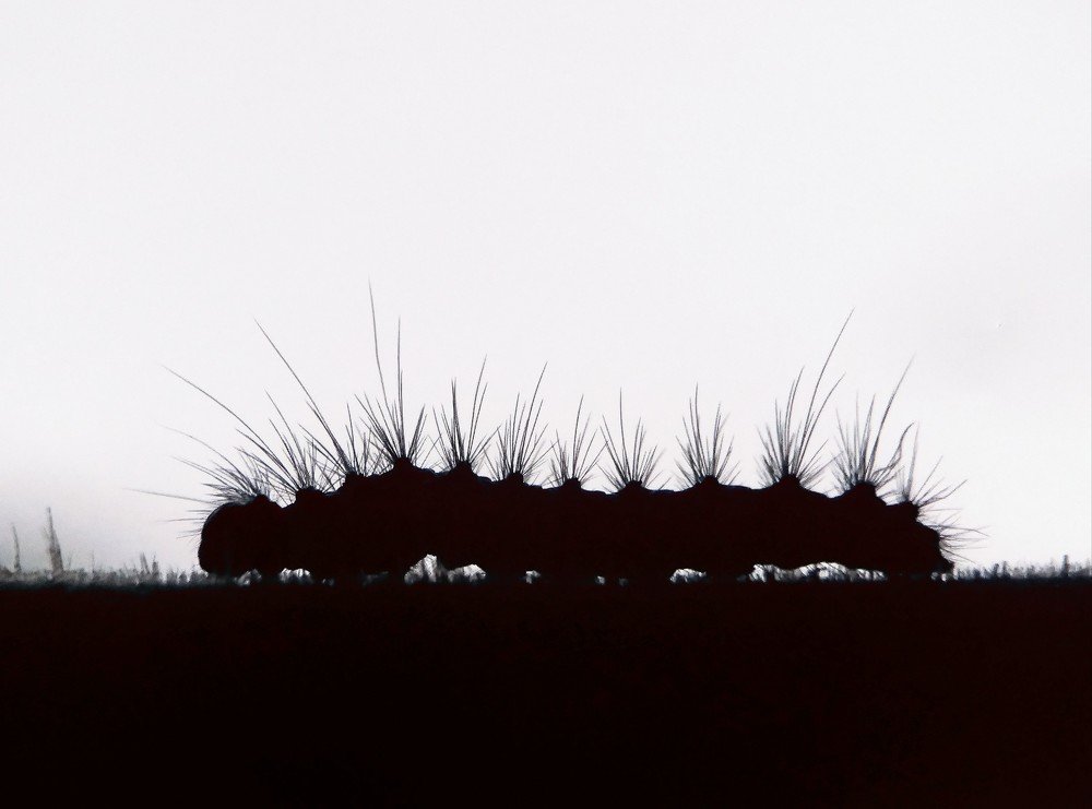 Photograph by Bistupada Mondal