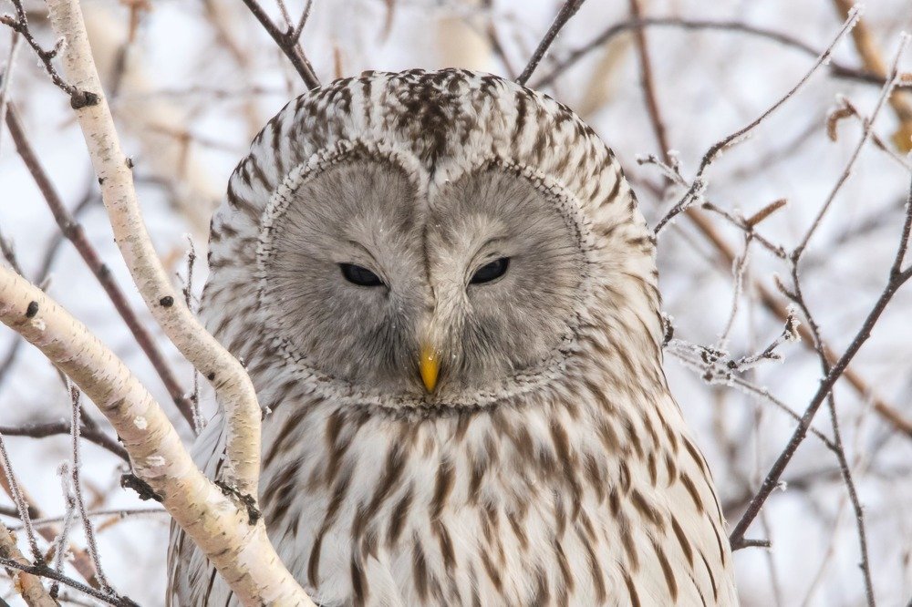 Длиннохвостая неясыть