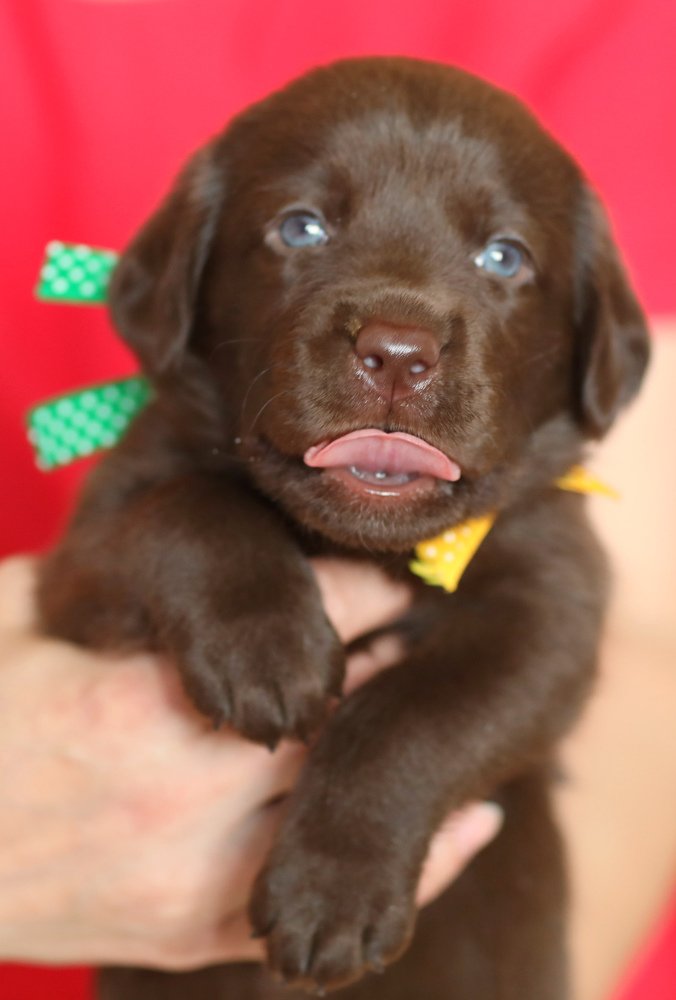 Югорский Талисман Лорэн де Эндрю