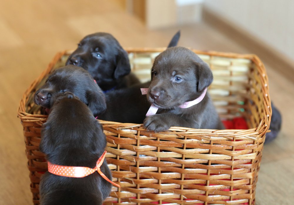 Забавные детишки.