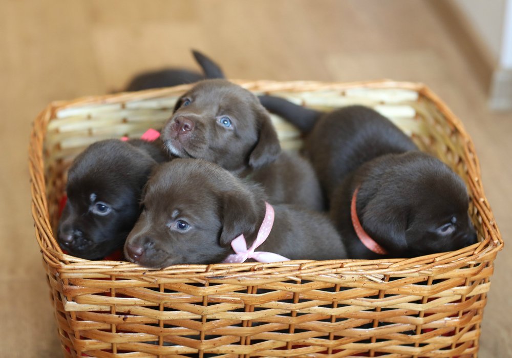 Забавные Югорские талисманы.