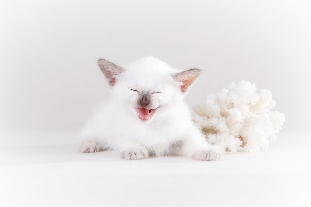 Маленький лис