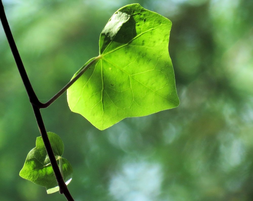 Photograph by Celina CelyTessy