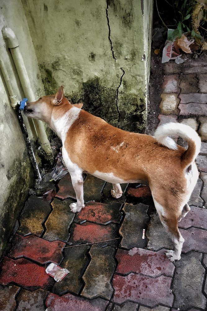 Photograph by Subrata Parui