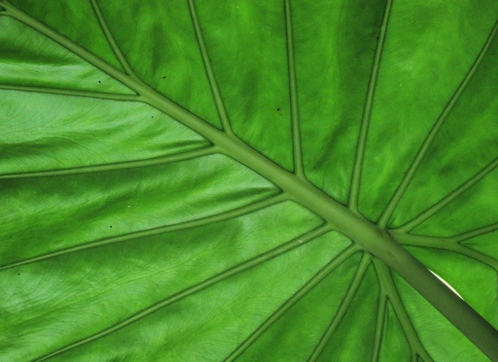 Photograph by Celina CelyTessy