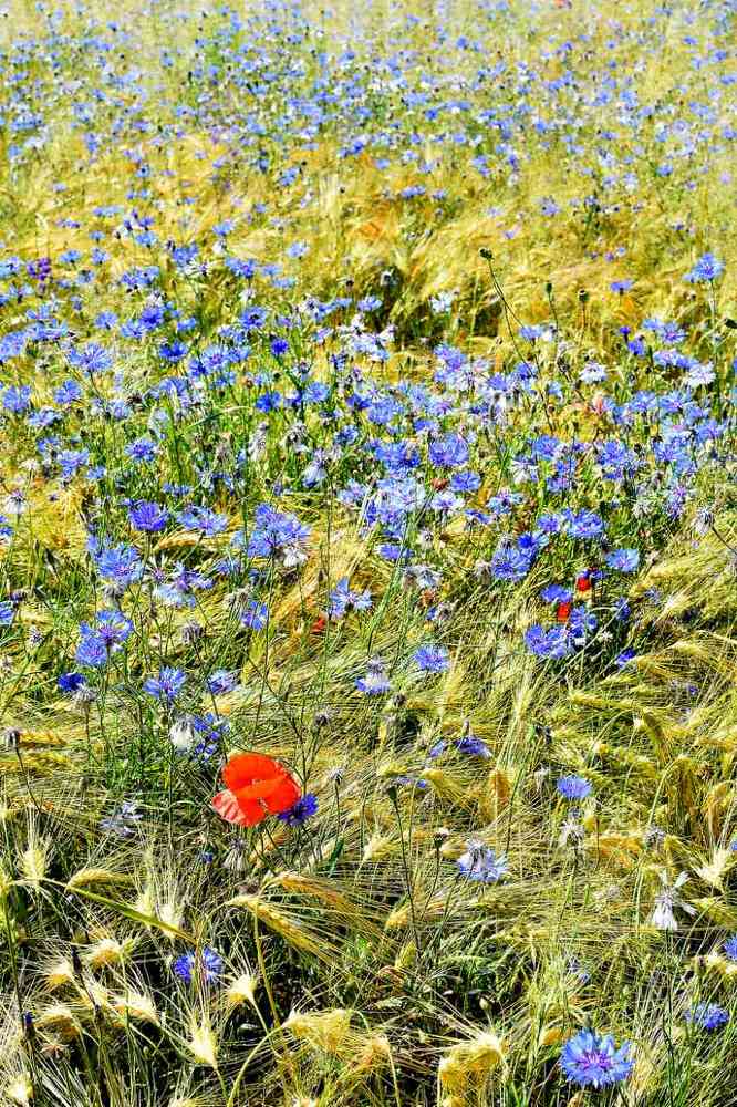 Photograph by Alexey Smal