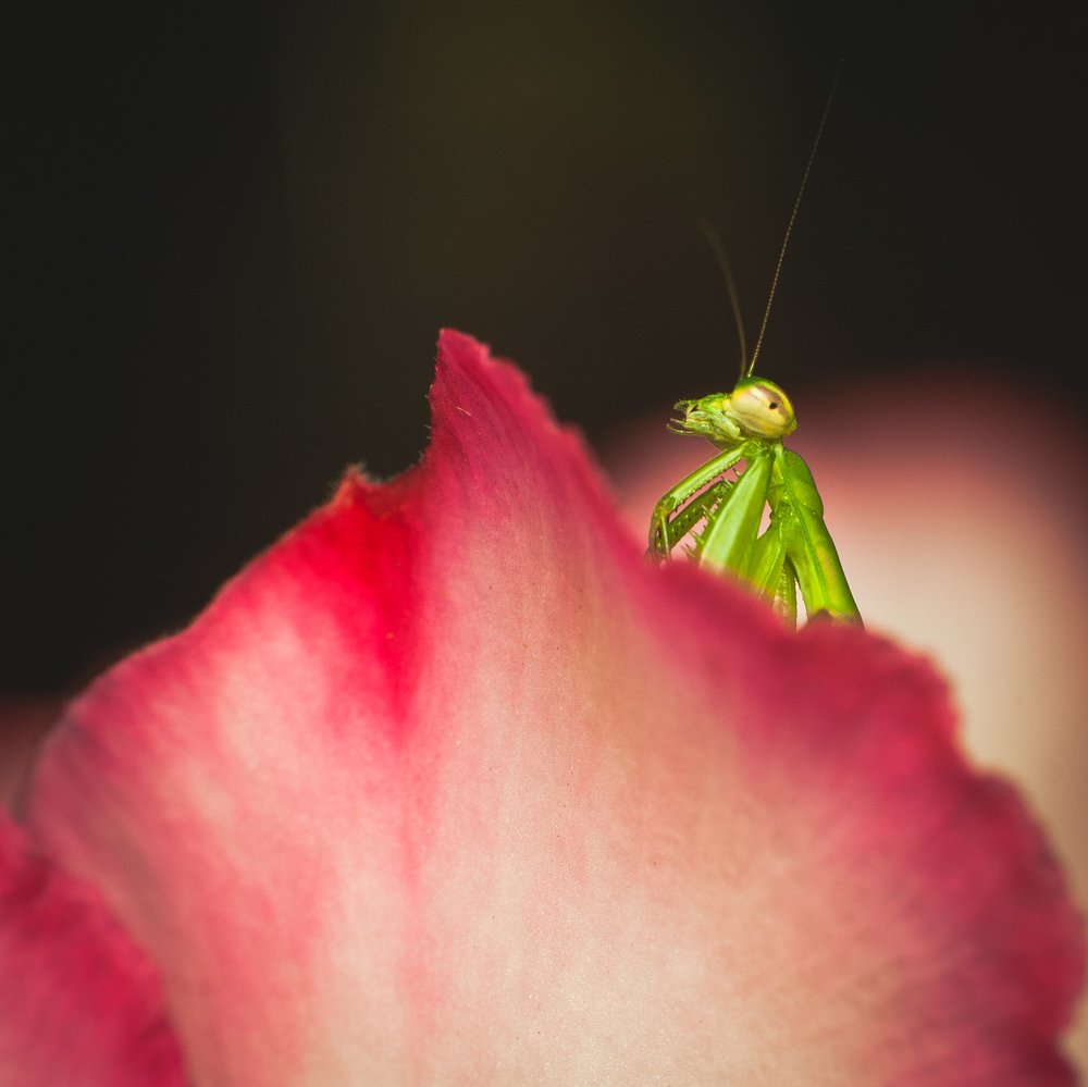Photograph by Yusak priyanto