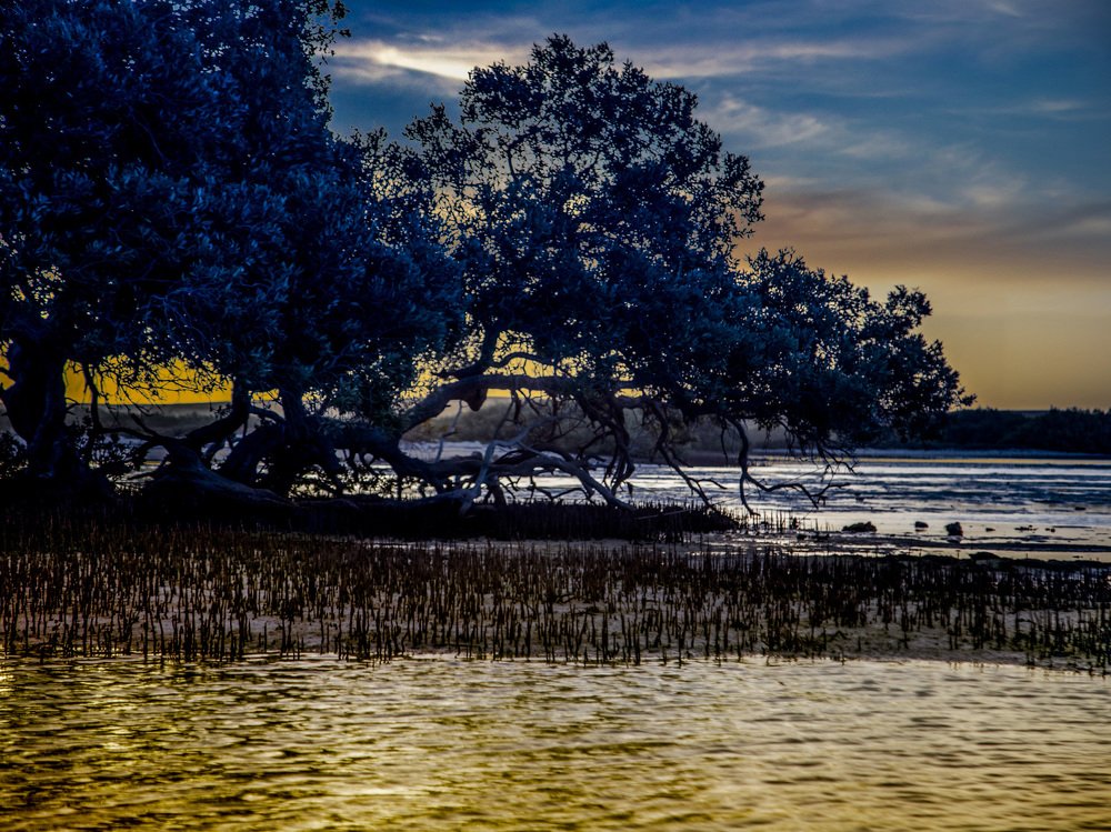 Mangrove Tree