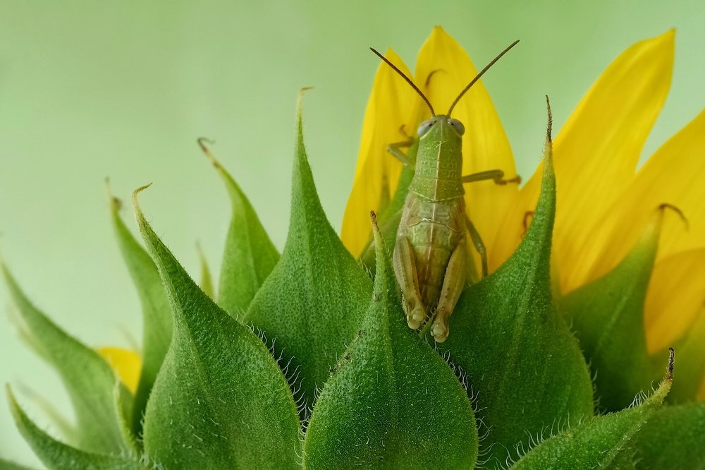 Photograph by Hari Subagiyo